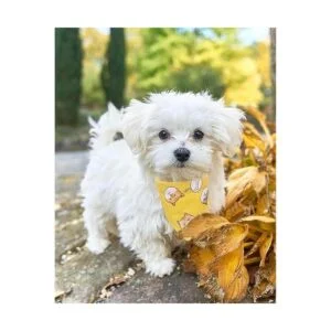 Timoey Collares de perro para perros pequeños ajustable_7