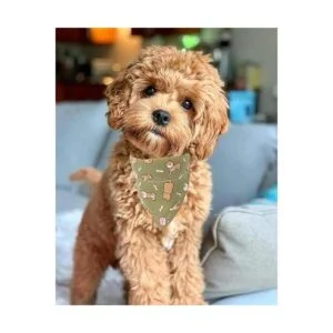 Timoey Collares de perro para perros pequeños ajustable_6