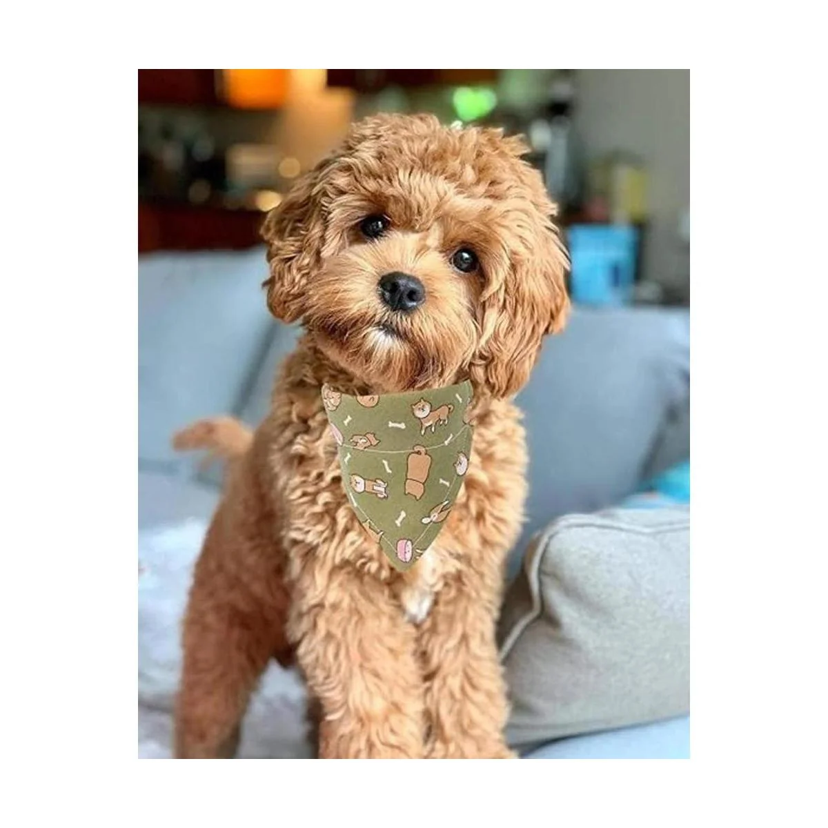 Timoey Collares de perro para perros pequeños ajustable_6