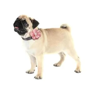 Freewindo 2 collares de gato pajarita collar de perro_2