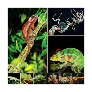 kathson Plantas de vides de reptiles flexibles y flexibles_5