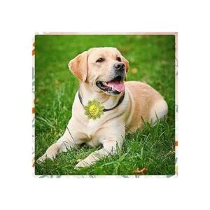 JpGdn 8 piezas de collar de perro flores lazos grandes_6