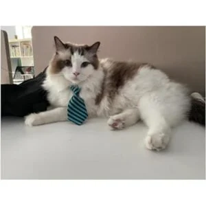 4 piezas de disfraz para mascotas y perros gatos_3