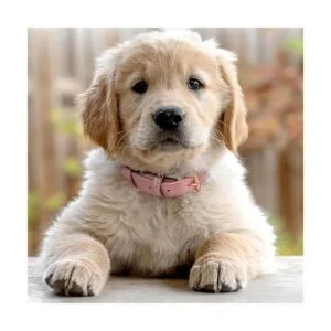 WHIPPY Collar de cuero para perros pequeños medianos y_6