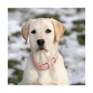 WHIPPY Collar de cuero para perros pequeños medianos y_2