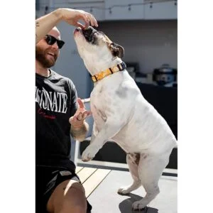 Collares de perro para perros pequeños medianos y_4