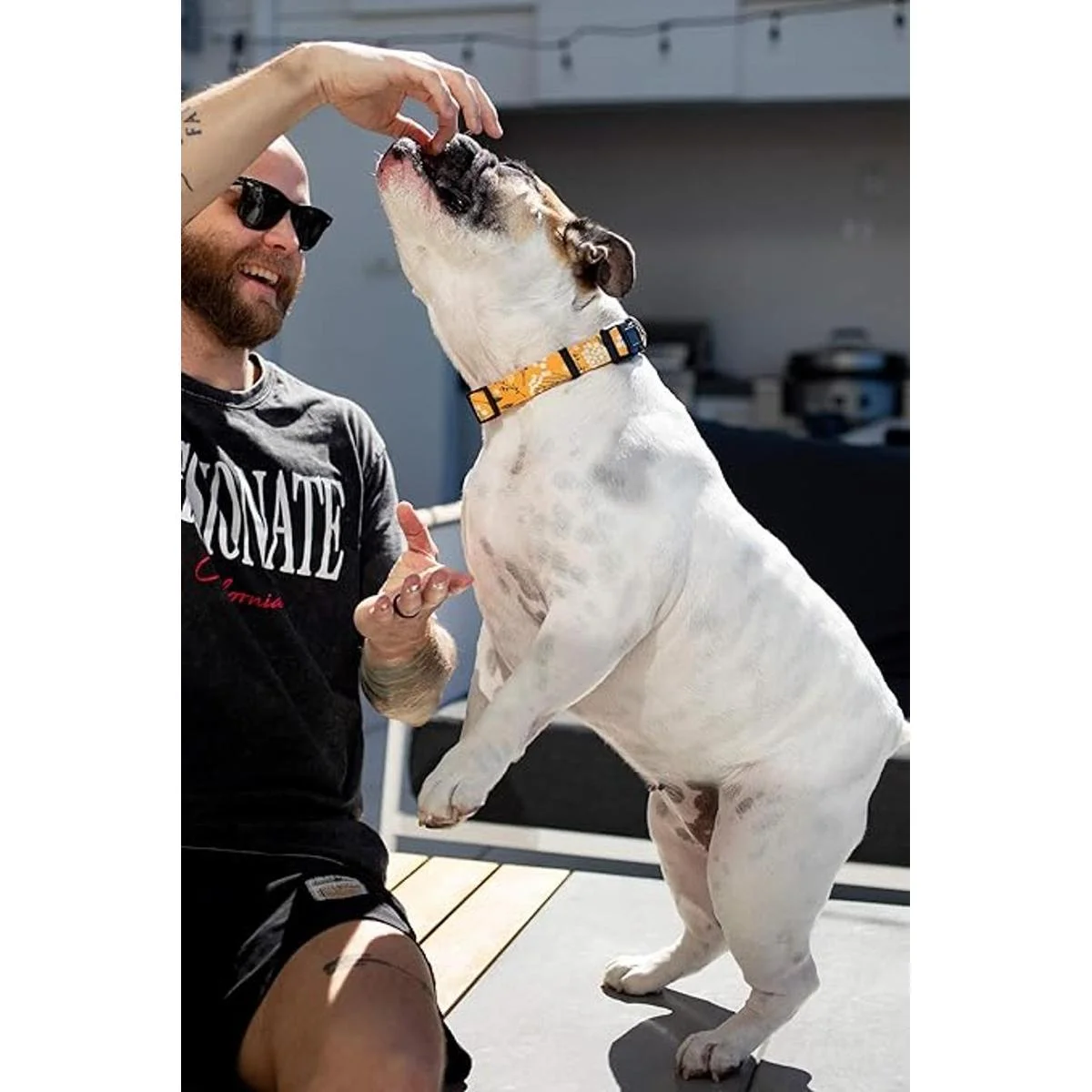 Collares de perro para perros pequeños medianos y_4