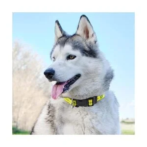 John Deere Collar para perros y gatos con licencia para_5