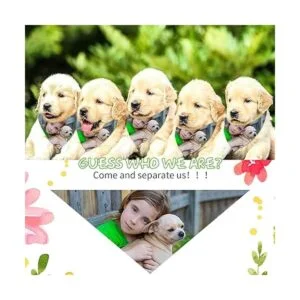 24 bandanas de sublimación en blanco para perros pañuelos_7