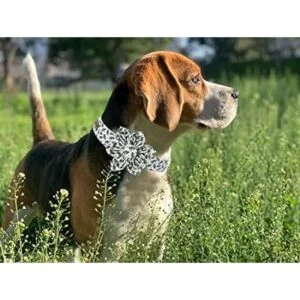 Elegant little tail Collar de perro de Navidad collar de_6