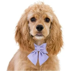 Maca Bates Collar para perro con lazo para perro 12_3