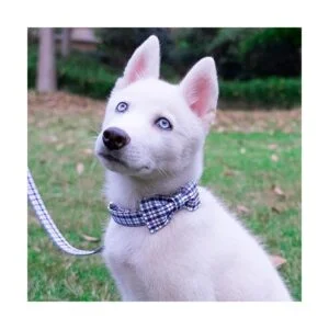 Collar de perro con pajarita elegante a cuadros suave y_4