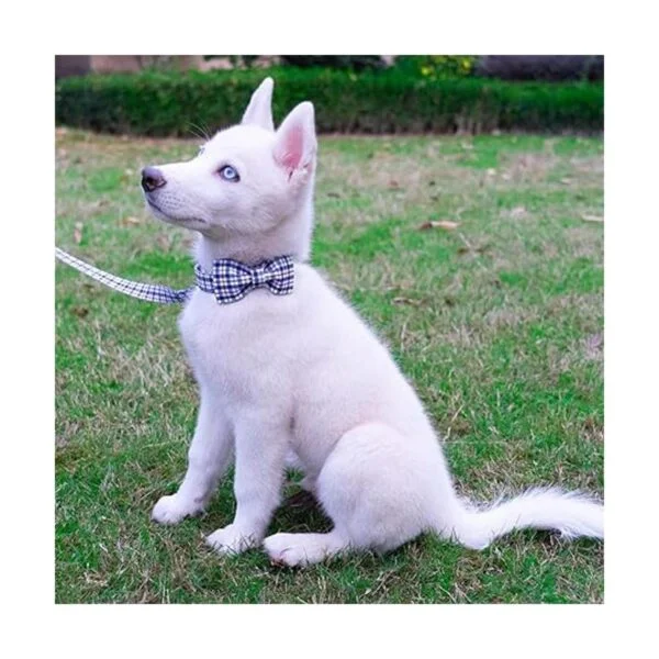 Collar de perro con pajarita elegante a cuadros suave y_5