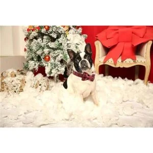 Unique style paws Collar de perro de Navidad collar de_5