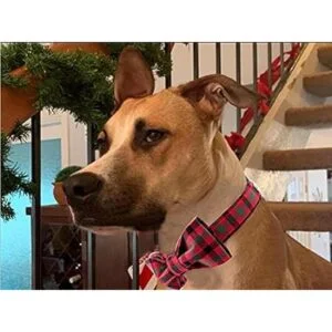 Unique style paws Collar de perro de Navidad collar de_4