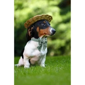 Lionet Paws Collar de perro con corbatín cómodo collar de_4