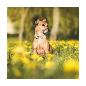 Elegant little tail Collar ajustable con corbatín para_5