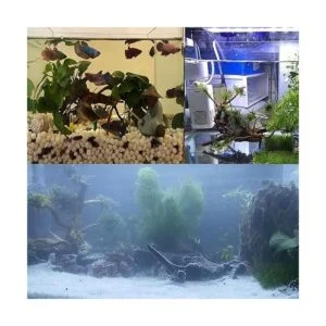 kathson Ramas de madera flotante para acuario natural_4