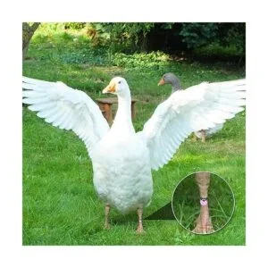 60 bandas de identificación de pollo coloridas aves de_7