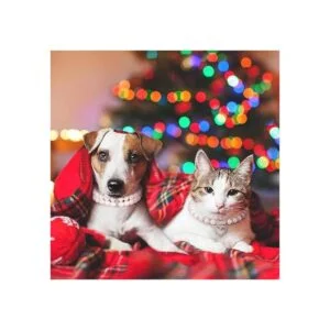 Juego de 4 collares de perlas de perro collar de perlas_2