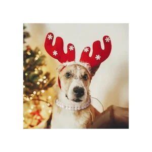 Juego de 4 collares de perlas de perro collar de perlas_7