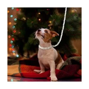 Juego de 2 collares de perlas artificiales para perros 2_6