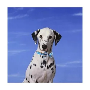 Collar de perro y gato para Navidad con diseño de patas de_5