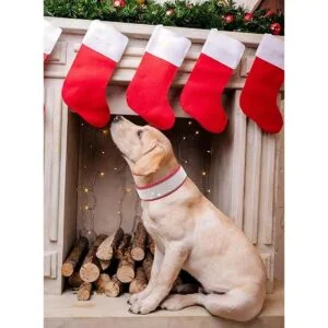 IDOLPET Collar de perro con diamantes de imitación_2