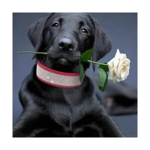 IDOLPET Collar de perro con diamantes de imitación_6