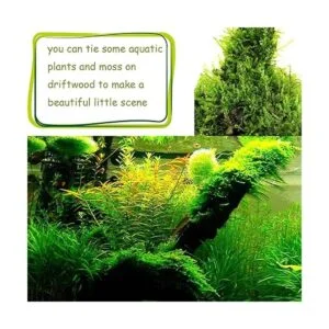 kathson Decoración natural de madera flotante para_3