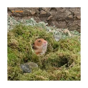 Niteangel Ropa de cama de musgo forestal suave y natural_4