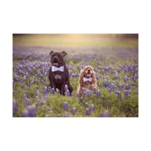 Unique style paws Collar de perro con pajarita y corbata_4