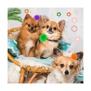 42 piezas de collar de perro con flores accesorios de_4