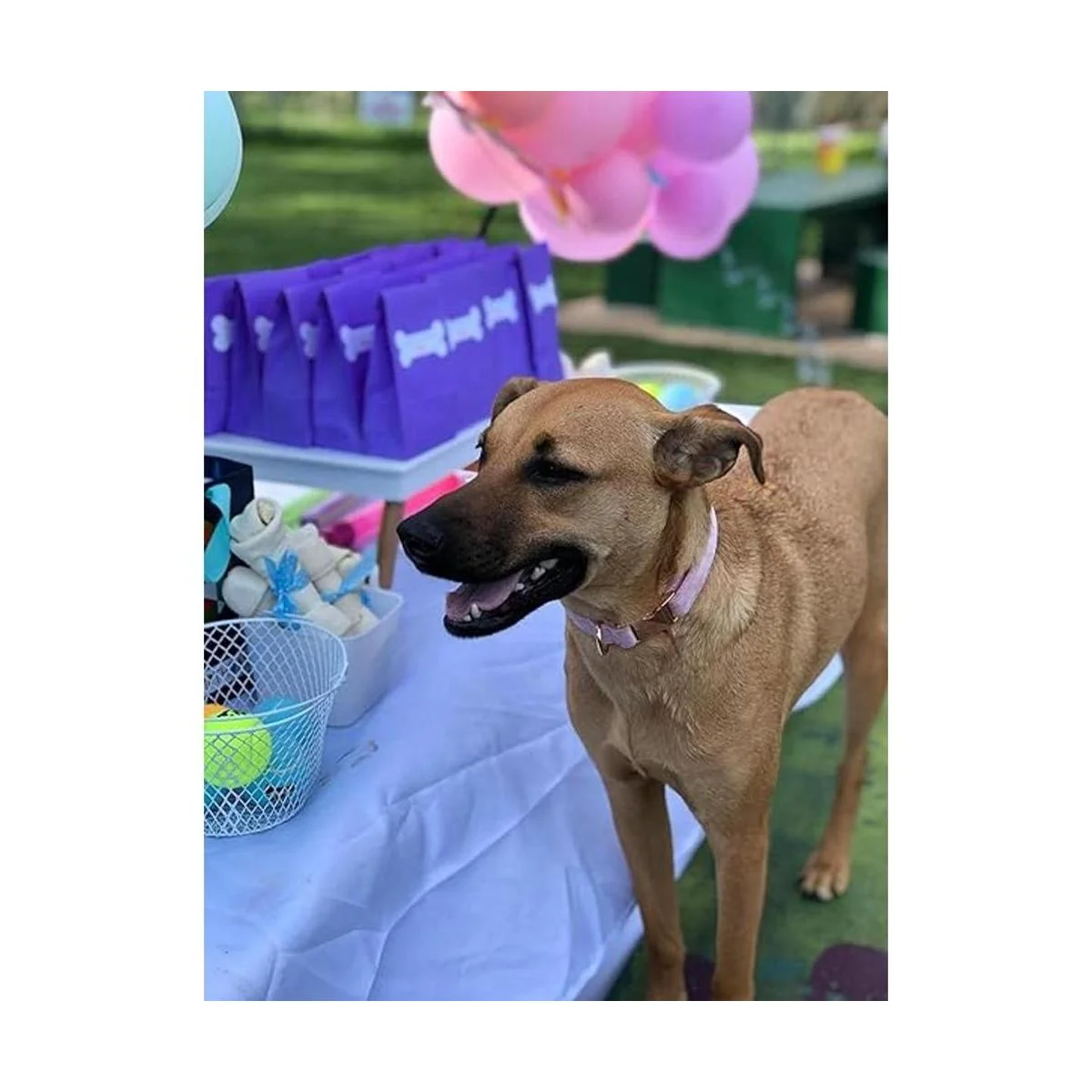 ARING PET Collares de terciopelo para perro con pajarita_5