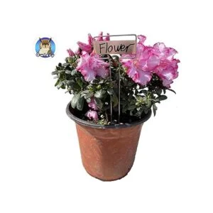 Owlery Etiquetas de metal para plantas 10.0 x 2.6 in_2