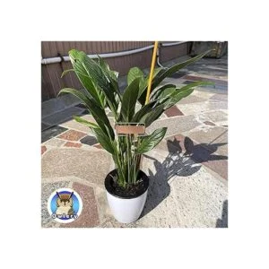 Owlery Etiquetas de metal para plantas 10.0 x 2.6 in_5