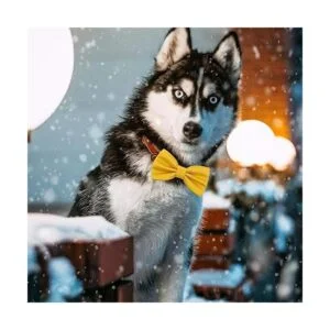 PET SHOW 10 piezas de 2.5 x 4.5 pulgadas grandes collar de_3