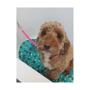 Bucle de aseo para perros y mascotas correa de seguridad_7