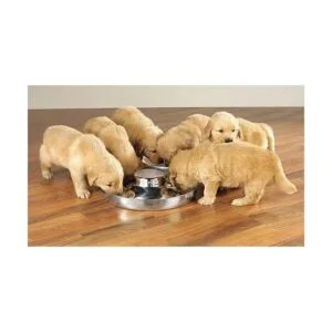 BobbyPet Comedero de platos para cachorros de acero_3