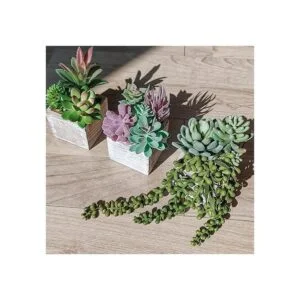 Juego de 3 plantas suculentas pequeñas en maceta_2