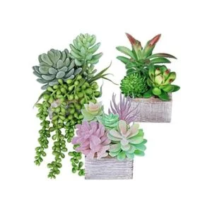 Juego de 3 plantas suculentas pequeñas en maceta_1