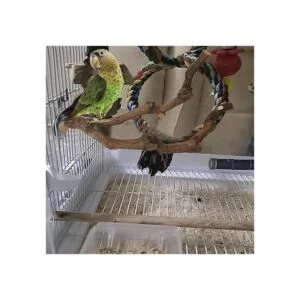 kathson Palo de percha natural para pájaros palo de uva_6