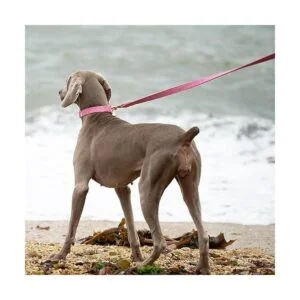 DOGWONG Collar y correa de algodón para perro rosa para_5