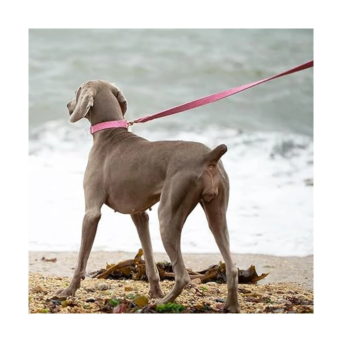 DOGWONG Collar y correa de algodón para perro rosa para_5