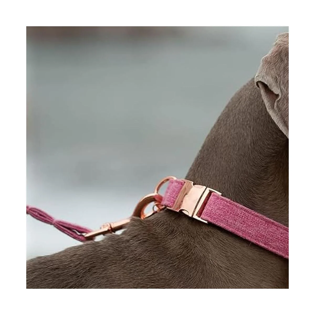 DOGWONG Collar y correa de algodón para perro rosa para_4