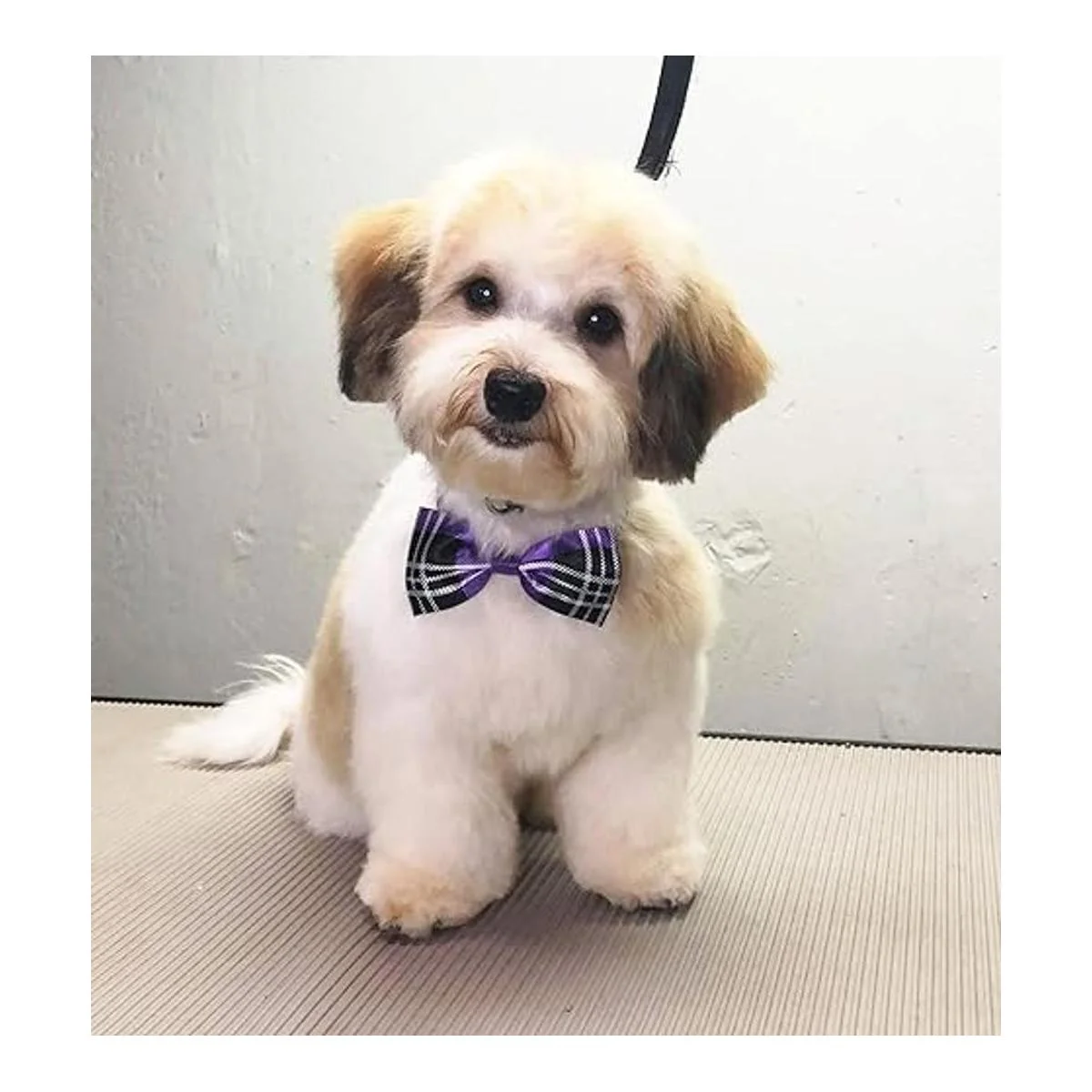 JpGdn 50 pajaritas para perros pequeños para cachorros_4