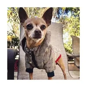 HQREA Dog Hoodie Luxury Dog Clothes Winter Dog Jacket_2