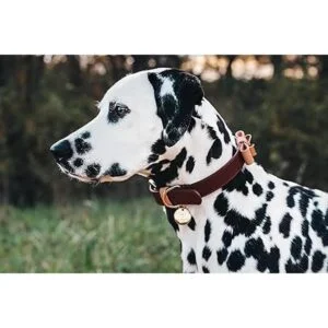 Pet Perfect Collar de perro rosa Collar de perro de_7