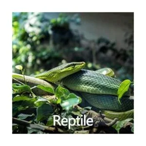 Controlador de temperatura digital de 2 etapas de salida_7