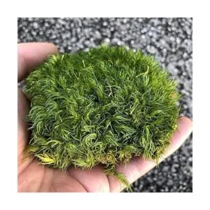 Prefleur Cojín de musgo preservado de poste verde natural_2